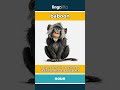 baboon - a large monkey with a... video thumbnail