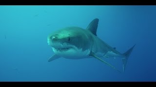 RED Dragon and Great White Sharks at Isla Guadalupe