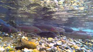 preview picture of video 'Spawning Salmon'