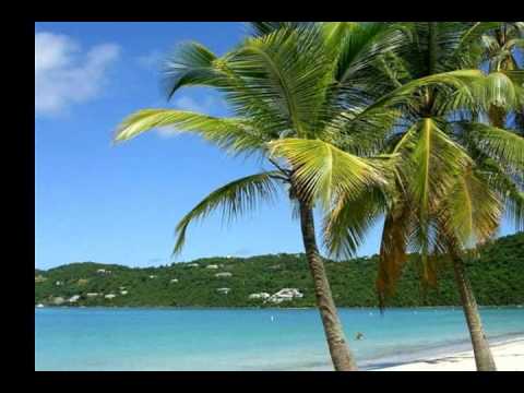 PALM  TREE  ON  THE   BEACH