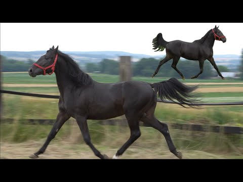 Konie Małopolskie w Małopolsce - Perła Regionu