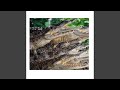 gator road (feat. Peace and keel)