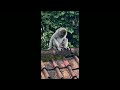 Monyet Meme Lucu Ngocok