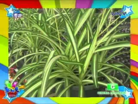 Kung saan maaari mong ilagay ang hikaw slimming Paghihiwalay ng pagkain diyeta recipe na may larawan