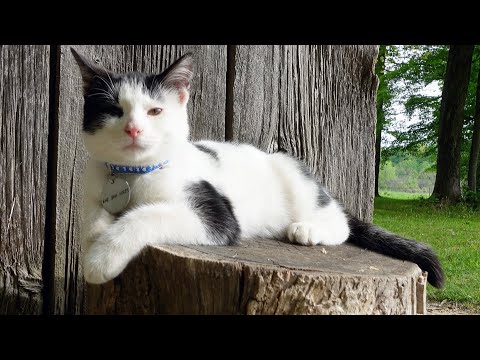 How To Train Barn Cats
