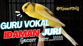 Download lagu AWAS NYAUT ,MASTERAN KENARI GACOR | NGEREK PANJANG RESPON #kenari #kicaumania #canaryislands #canary mp3