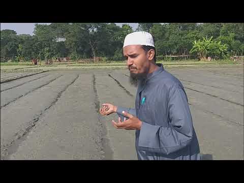ধানের আদর্শ বীজতলা তৈরী কেন করবেন, জানুন বিস্তারিত