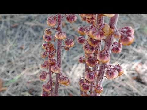 Discovering Pinedrops