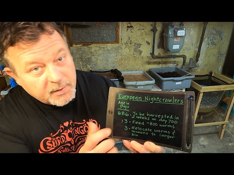 13-day old European nightcrawler system is generously fed - worm farm vermicomposting