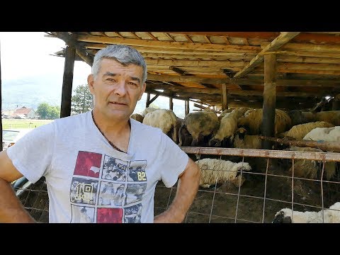 Lopovi od Ante ukrali 170 ovaca