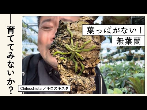 ハレベルズ 植物