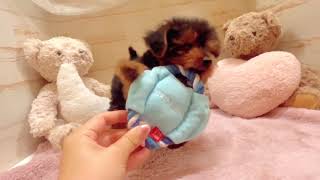 ハーフ犬の動画01