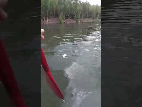 Acertei um Cardume de JARAQUI na Pescaria #videoshorts