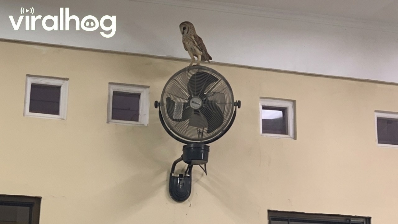 An Owl Flies Into a Classroom in Indonesia || ViralHog