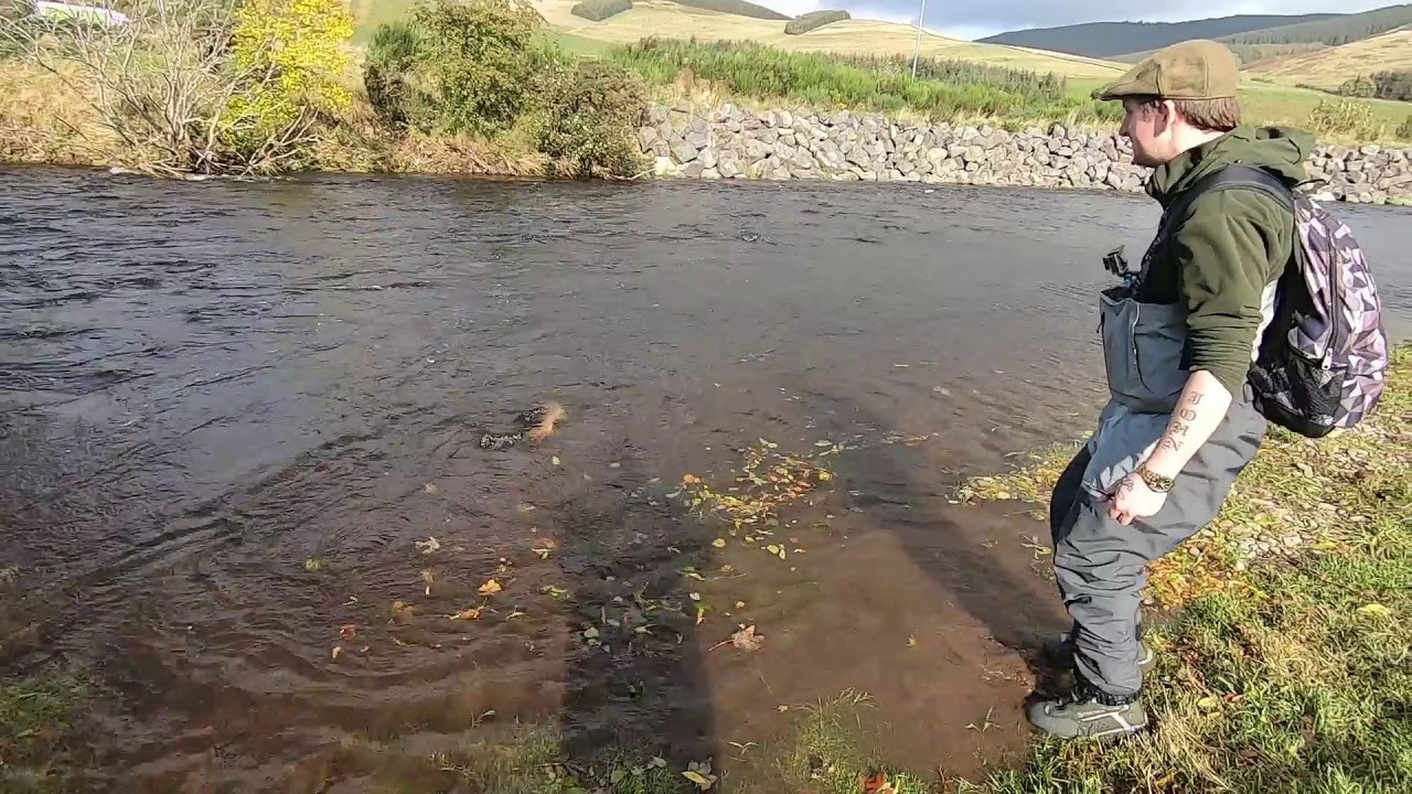 Salmon fishing at Cardrona river Tweed 8th October 2019