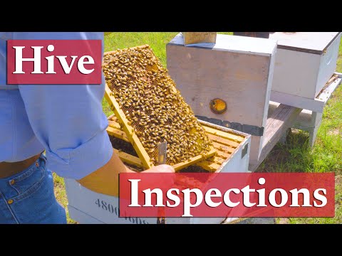 Proper Hive Inspection Techniques | Beekeeping Academy | Ep. 35