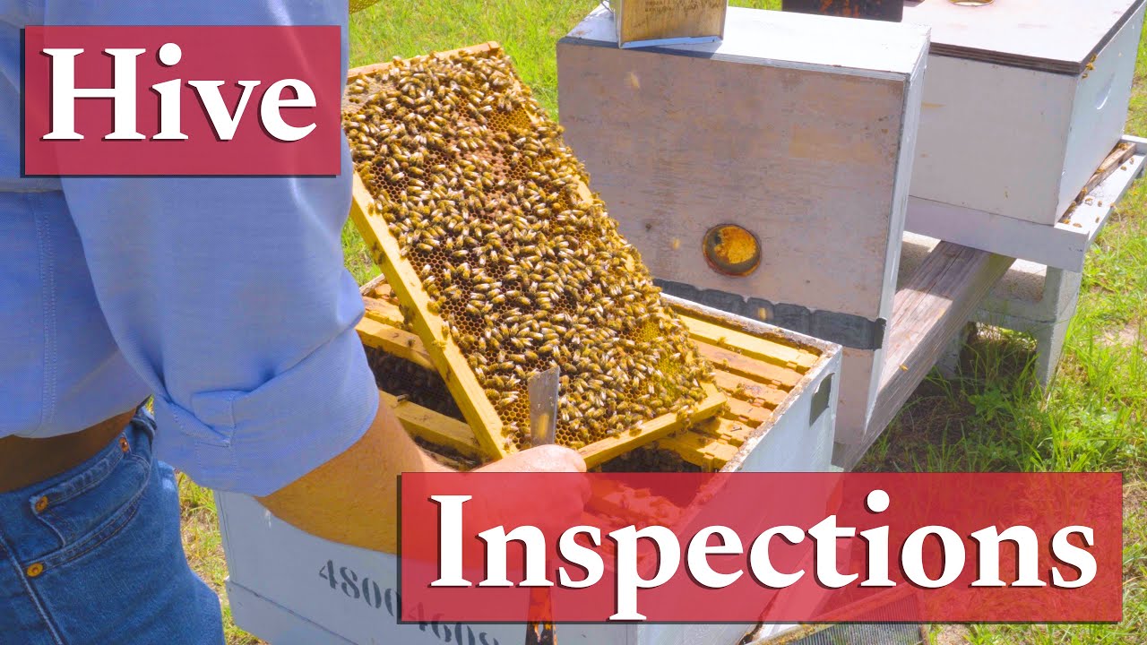 Proper Hive Inspection Techniques | Beekeeping Academy | Ep. 35