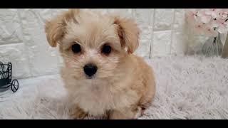 ハーフ犬の動画01