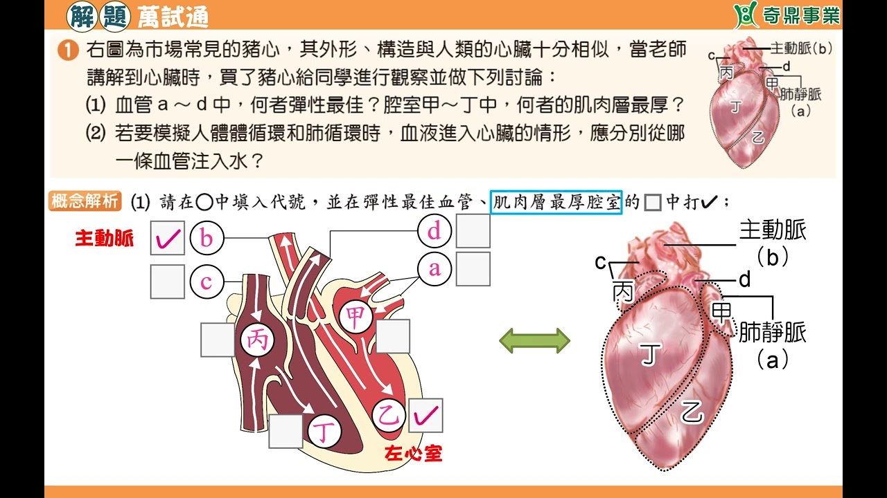 單元3：豬心解剖實驗
