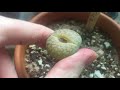 Why Checking Roots Can Save Your Lithops