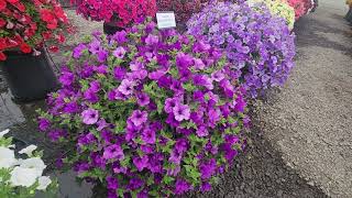 Surfinia petunias tour at Fessler Nursery