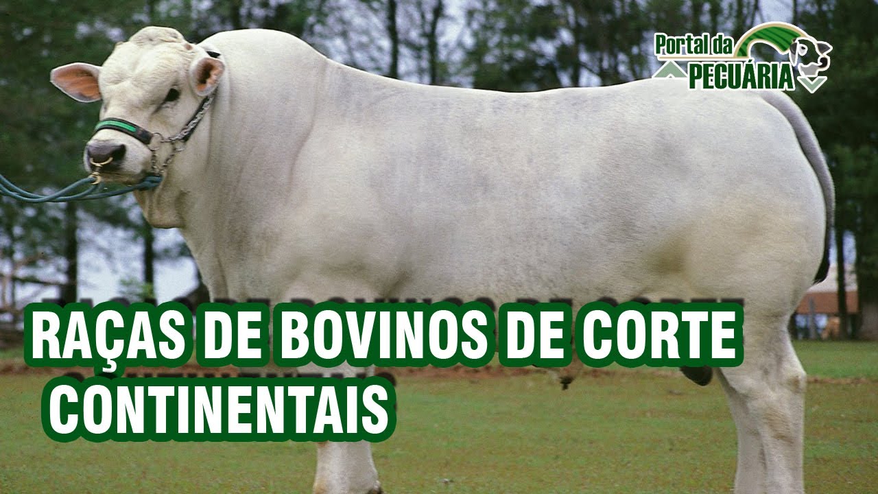 Raças de bovinos de corte continentais