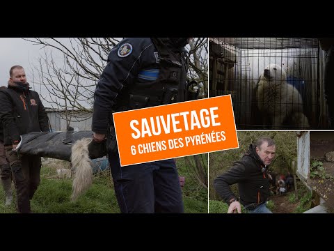 SAUVETAGE : 6 CHIENS DES PYRÉNÉES