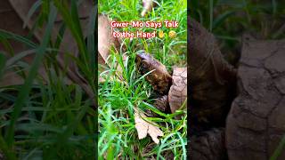 Download lagu Good Morning Gwer-Mo!π’πππ#cute #cuteanimals #turtle #adventures #funny mp3 Download lagu Good Morning Gwer-Mo!π’πππ#cute #cuteanimals #turtle #adventures #funny mp3