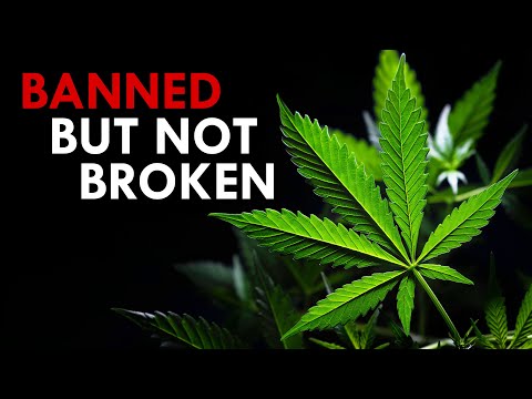 Cannabis Sativa: The Forbidden Flower