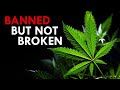 Cannabis Sativa The Forbidden Flower