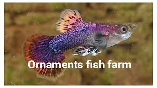 preview picture of video 'शोभीवंत मासे पालन  ornamental aquarium fish farming लक्ष्मण माने औरंगाबाद Agro Soldier Tourism farm'