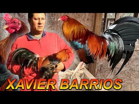 Asil Sweater y Asil Kelso Xavier Rodriguez Chilango's Farm Tennessee USA - Beautiful Birds