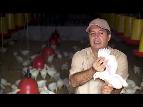 , title : 'Fotoestimulación de gallinas reproductoras - La Finca de Hoy'