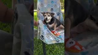 Video preview image #1 Chihuahua-Unknown Mix Puppy For Sale in Weston, FL, USA