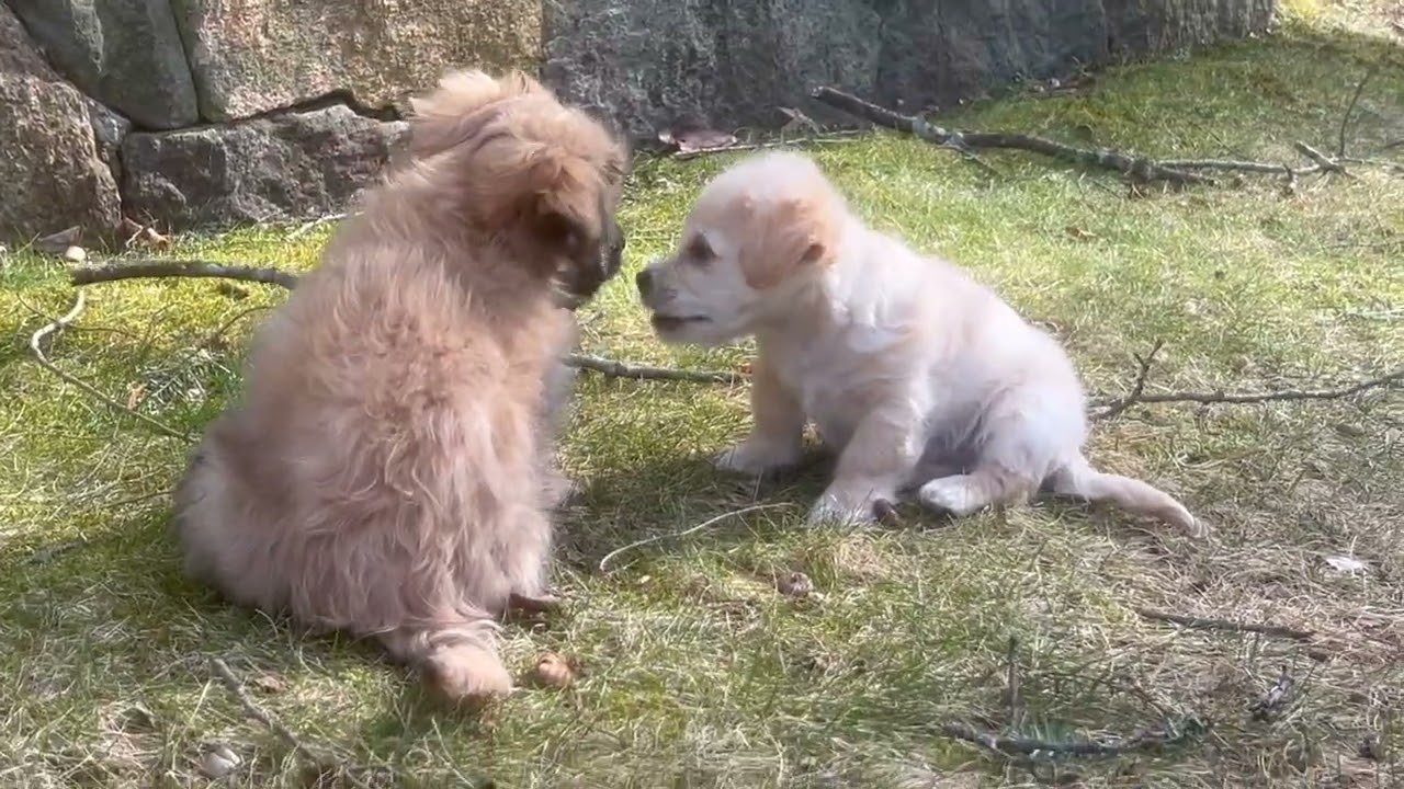 Enlarge CLEMENTINE (loves dogs, cats, & kids), a ADOPTABLE mixed breed in Dayville, CT video 6/6