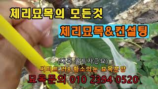 체리묘목의 모든것