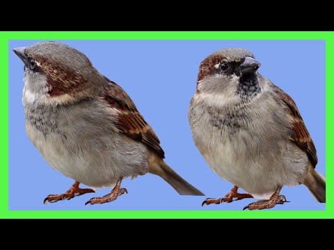 House Sparrow Song! Call! Sound! Singing! Chirping! - Gorrión Común Canto - Passer Domesticus