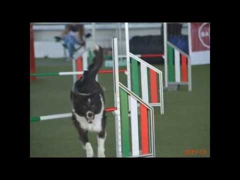 Finali Csen 2014 Agility Dog
