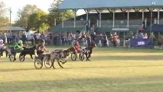 preview picture of video 'Barcaldine Goat Expo 2013'