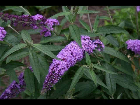 Sommerflieder - Ein Schmetterlingsmagnet