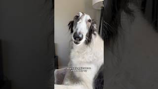 Download lagu more recent things that have made abby cry #borzoi #lifeishard #shorts #snoot #dogs mp3