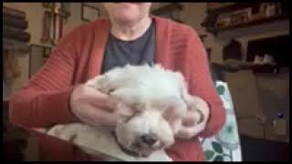 Video preview image #1 Mutt Puppy For Sale in Orlando, FL, USA