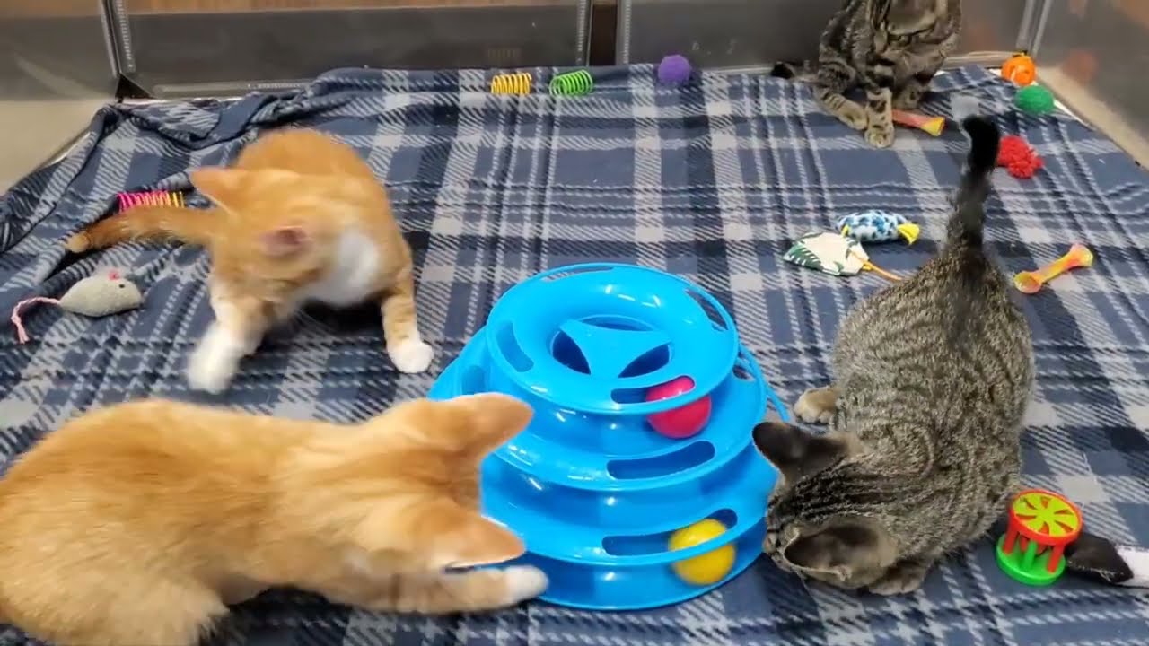 Enlarge Totem, an adopted Domestic Short Hair in Marseilles, IL video 2/2