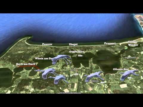 Darß Naturfilm, Tiere des Darß