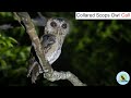 Collared Scops Owl Call Scops Owl Collared Scops Owl BIRD Call 2021 Wildlife Photography