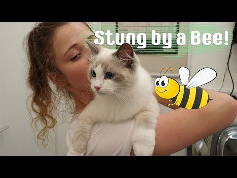 Kitten Stung by a Bee! Should I go to vets? | Ragdolls Pixie and Bluebell