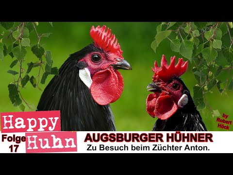 E17 Augsburger Hühner und Zwerg-Augsburger im Rasseportrait, HAPPY HUHN - Hühner mit Kronenkamm