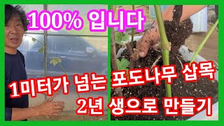 버린 가지주워 2년생 포도나무 로 만들기  100%됩니다 포도삽목,샤인머스캣,루비로망