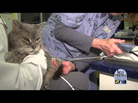 Low Stress Vet Visits for Cats