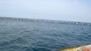 preview picture of video 'Avistamiento de Delfines - Mancora, Vichayito - Perú'